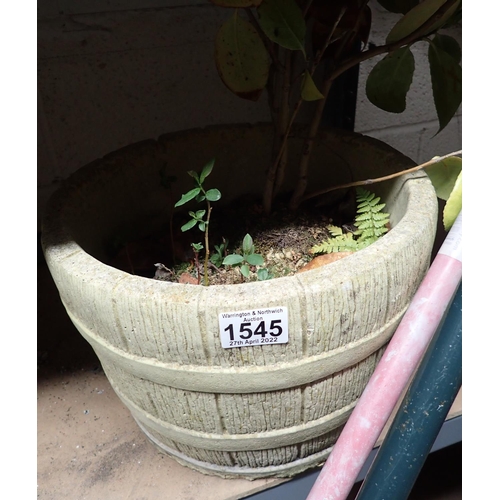 1545 - Stoneware pot with a potted perennial. Not available for in-house P&P, contact Paul O'Hea at Mailbox... 