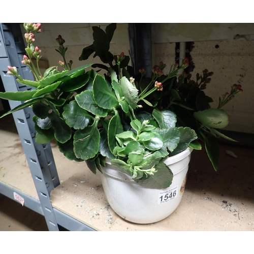 1546 - Evergreen in plastic pot. Not available for in-house P&P, contact Paul O'Hea at Mailboxes on 01925 6... 