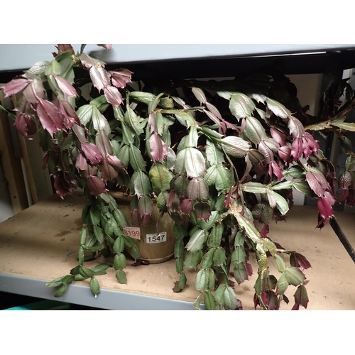 1547 - Large Christmas Cactus. Not available for in-house P&P, contact Paul O'Hea at Mailboxes on 01925 659... 