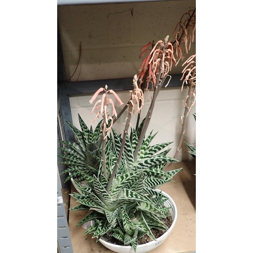 1555 - Pair of Aloe Vera in circular ceramic pots. Not available for in-house P&P, contact Paul O'Hea at Ma... 