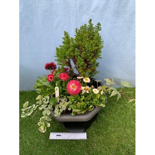 1562 - Black planted pot. Not available for in-house P&P, contact Paul O'Hea at Mailboxes on 01925 659133