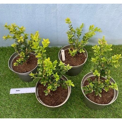 1565 - Four box bushes. Not available for in-house P&P, contact Paul O'Hea at Mailboxes on 01925 659133