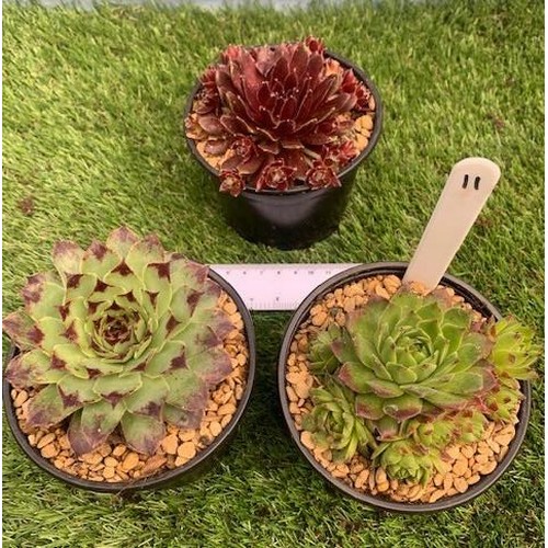 1571 - Three Sedum pots. Not available for in-house P&P, contact Paul O'Hea at Mailboxes on 01925 659133