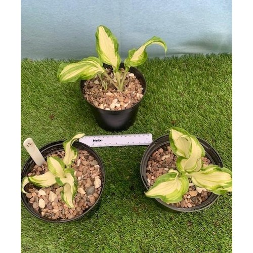 1572 - Three Hostas. Not available for in-house P&P, contact Paul O'Hea at Mailboxes on 01925 659133