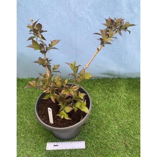 1573 - Bush Honeysuckle shrub. Not available for in-house P&P, contact Paul O'Hea at Mailboxes on 01925 659... 