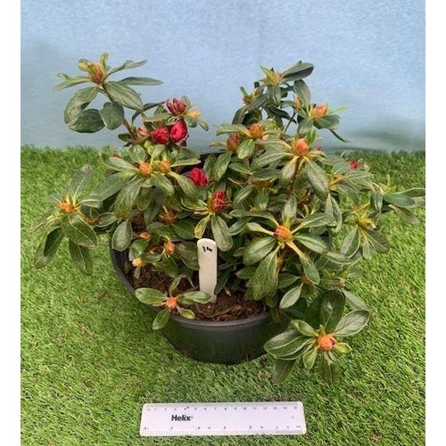 1574 - Red Azalea. Not available for in-house P&P, contact Paul O'Hea at Mailboxes on 01925 659133