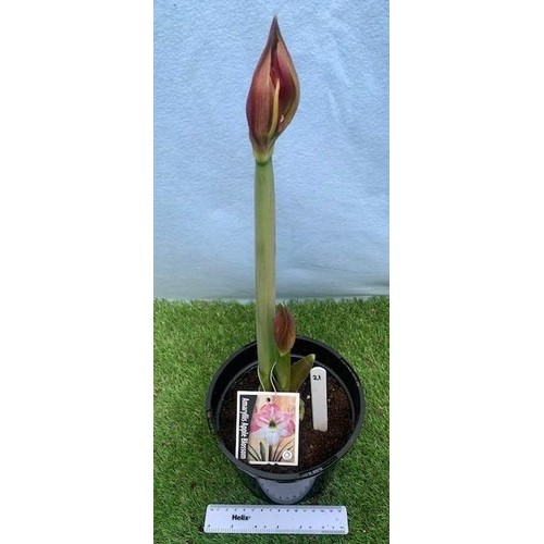 1581 - Amaryllis Apple Blossom. Not available for in-house P&P, contact Paul O'Hea at Mailboxes on 01925 65... 