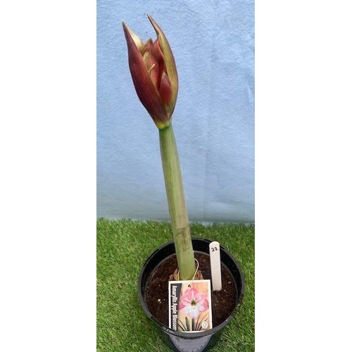 1582 - Amaryllis Apple Blossom. Not available for in-house P&P, contact Paul O'Hea at Mailboxes on 01925 65... 