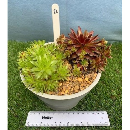 1583 - Sedum planter. Not available for in-house P&P, contact Paul O'Hea at Mailboxes on 01925 659133