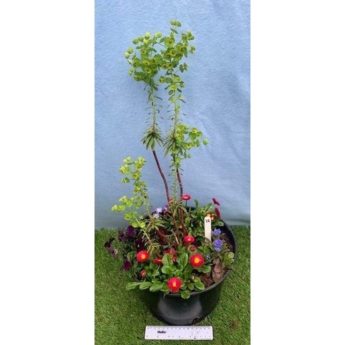 1585 - Black planted pot. Not available for in-house P&P, contact Paul O'Hea at Mailboxes on 01925 659133