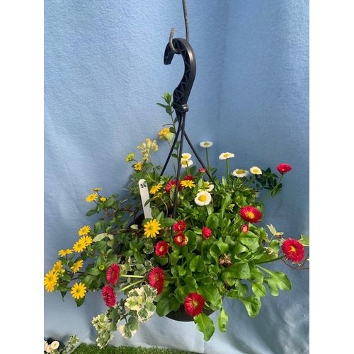 1596 - Hanging basket. Not available for in-house P&P, contact Paul O'Hea at Mailboxes on 01925 659133