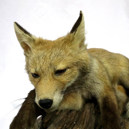 322 - Taxidermy sleeping fox cub, L: 60 cm. Not available for in-house P&P, contact Paul O'Hea at Mailboxe... 