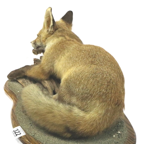 322 - Taxidermy sleeping fox cub, L: 60 cm. Not available for in-house P&P, contact Paul O'Hea at Mailboxe... 