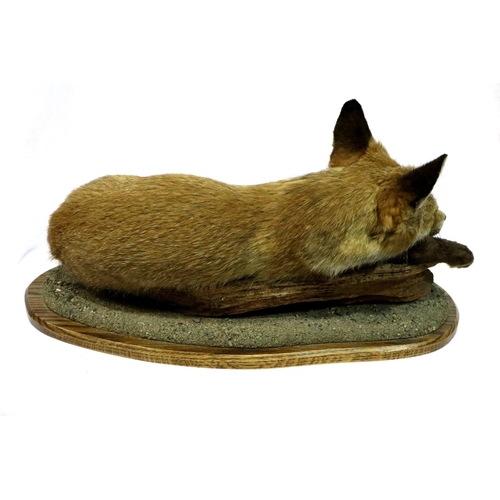 322 - Taxidermy sleeping fox cub, L: 60 cm. Not available for in-house P&P, contact Paul O'Hea at Mailboxe... 