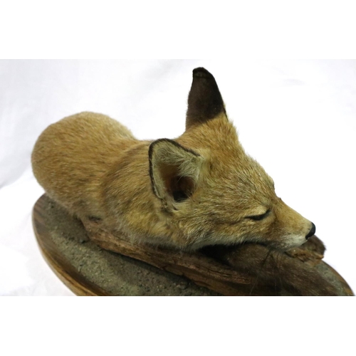 322 - Taxidermy sleeping fox cub, L: 60 cm. Not available for in-house P&P, contact Paul O'Hea at Mailboxe... 