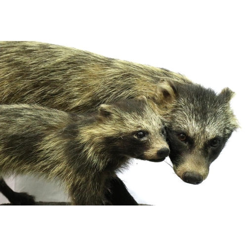 323 - Taxidermy adult and pup Racoons mounted on a wooden board, L: 55 cm, H: 35 cm. P&P Group 3 (£25+VAT ... 