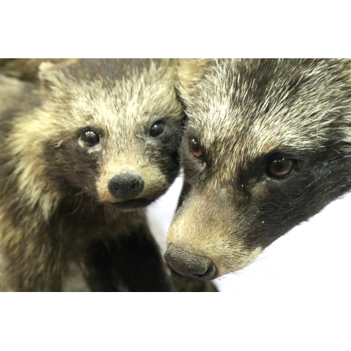 323 - Taxidermy adult and pup Racoons mounted on a wooden board, L: 55 cm, H: 35 cm. P&P Group 3 (£25+VAT ... 