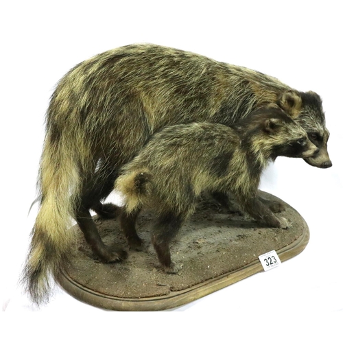 323 - Taxidermy adult and pup Racoons mounted on a wooden board, L: 55 cm, H: 35 cm. P&P Group 3 (£25+VAT ... 