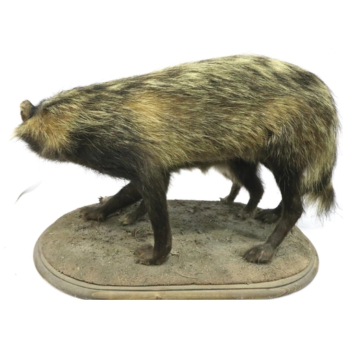 323 - Taxidermy adult and pup Racoons mounted on a wooden board, L: 55 cm, H: 35 cm. P&P Group 3 (£25+VAT ... 