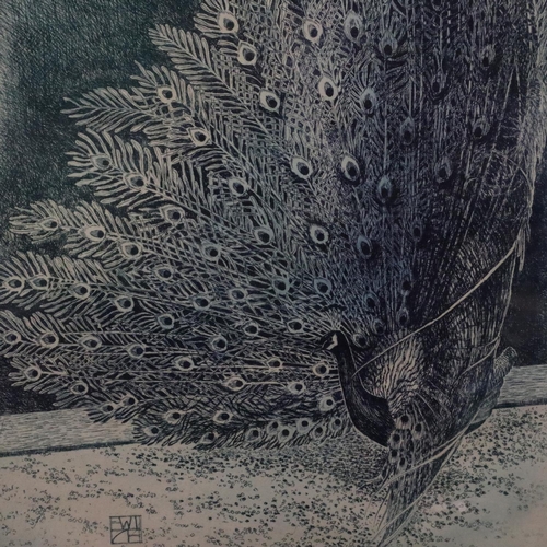 3036 - Paul Taggart (20th century): monochrome etching, Peacock, numbered 30/50, signed in pencil, with bli... 