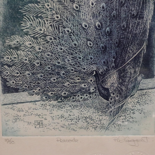 3036 - Paul Taggart (20th century): monochrome etching, Peacock, numbered 30/50, signed in pencil, with bli... 