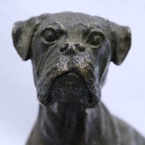 350 - Bronze figure of a seated boxer dog, raised on a black marble plinth, unsigned H: 17 cm. P&P Group 2... 