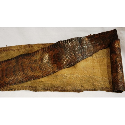 302 - Vintage West Indian cobra skin, L: 175 cm. P&P Group 3 (£25+VAT for the first lot and £5+VAT for sub... 