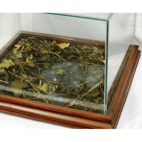 303 - Glass case mounted on a moulded wooden base, 40 x 33 x 30 cm H. Not available for in-house P&P