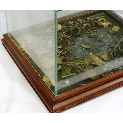 303 - Glass case mounted on a moulded wooden base, 40 x 33 x 30 cm H. Not available for in-house P&P