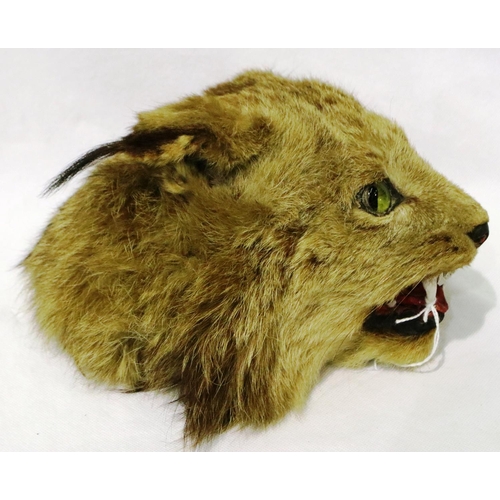 309 - Taxidermy Lynx head with glass eyes, L: 20 cm. P&P Group 3 (£25+VAT for the first lot and £5+VAT for... 