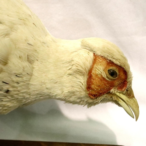 312 - White leucistic pheasant perched on a weathered wooden stump on a wooden base, 34 x 15 cm. Not avail... 