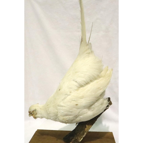 312 - White leucistic pheasant perched on a weathered wooden stump on a wooden base, 34 x 15 cm. Not avail... 