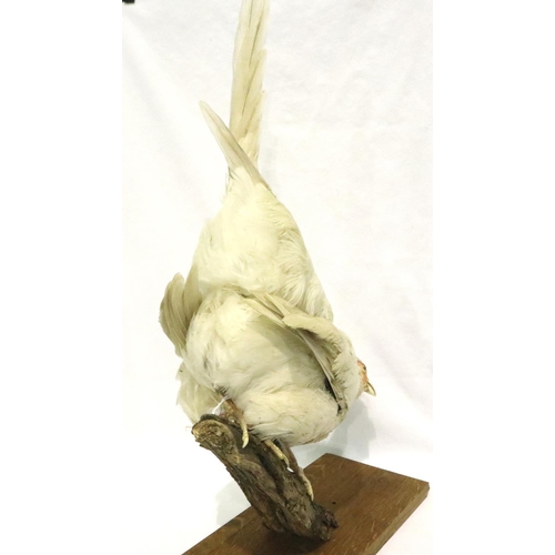 312 - White leucistic pheasant perched on a weathered wooden stump on a wooden base, 34 x 15 cm. Not avail... 