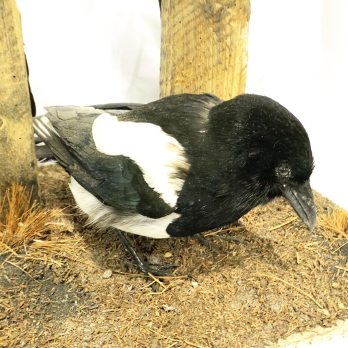 315 - Three magpies on a naturalistic wooden base, two birds are perched on weathered wooden stumps, the t... 