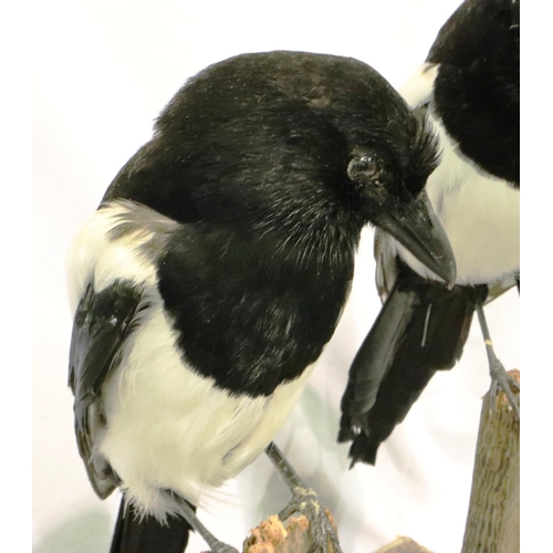 315 - Three magpies on a naturalistic wooden base, two birds are perched on weathered wooden stumps, the t... 