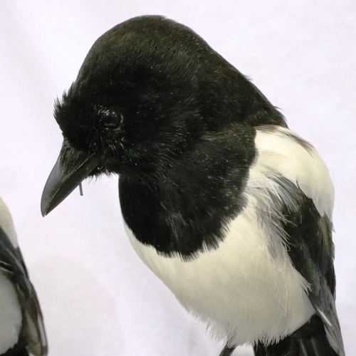 315 - Three magpies on a naturalistic wooden base, two birds are perched on weathered wooden stumps, the t... 