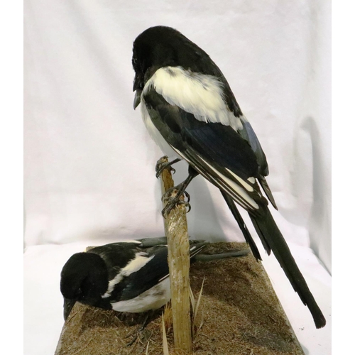 315 - Three magpies on a naturalistic wooden base, two birds are perched on weathered wooden stumps, the t... 