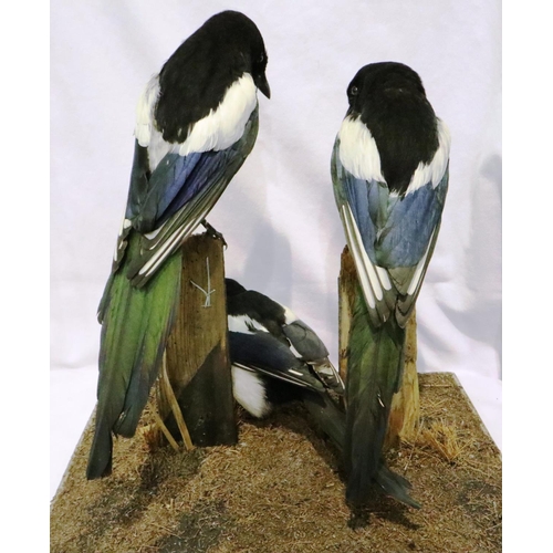 315 - Three magpies on a naturalistic wooden base, two birds are perched on weathered wooden stumps, the t... 