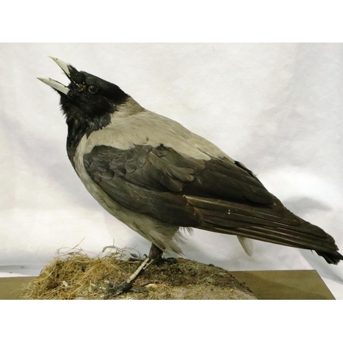 316 - Taxidermy carrier crow in a glass case, 32 x 30 x 46 cm H. Not available for in-house P&P