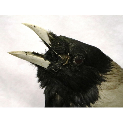 316 - Taxidermy carrier crow in a glass case, 32 x 30 x 46 cm H. Not available for in-house P&P