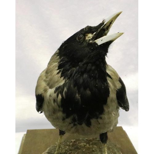 316 - Taxidermy carrier crow in a glass case, 32 x 30 x 46 cm H. Not available for in-house P&P