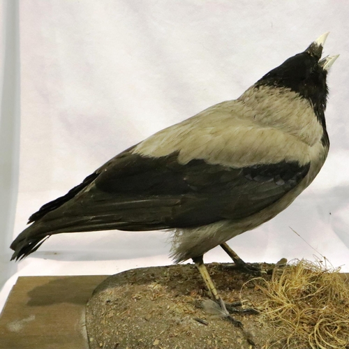 316 - Taxidermy carrier crow in a glass case, 32 x 30 x 46 cm H. Not available for in-house P&P