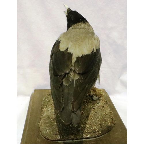 316 - Taxidermy carrier crow in a glass case, 32 x 30 x 46 cm H. Not available for in-house P&P