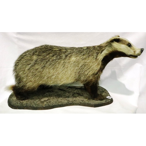 318 - Taxidermy adult badger on a wooden plinth, L: 68 cm. Not available for in-house P&P