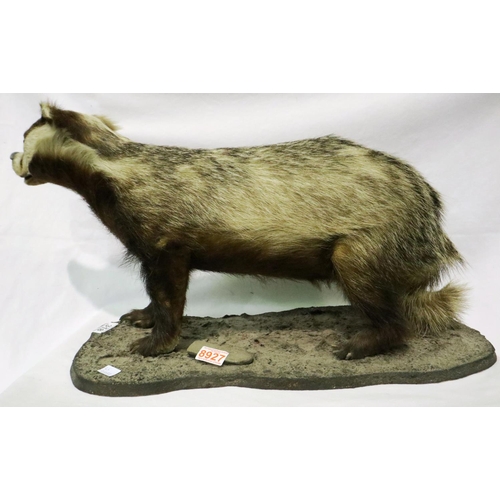 318 - Taxidermy adult badger on a wooden plinth, L: 68 cm. Not available for in-house P&P