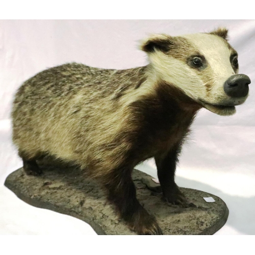 318 - Taxidermy adult badger on a wooden plinth, L: 68 cm. Not available for in-house P&P