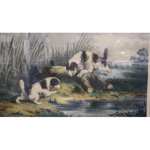 3066 - Pair of sporting dog prints, A Sharp Look Out Over The Open, 35 x 25 cm. Not available for in-house ... 