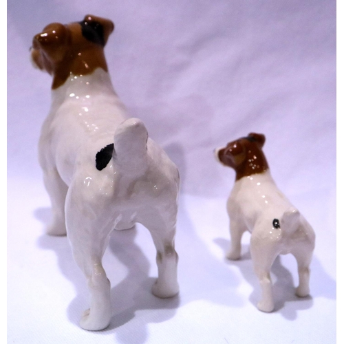 224 - Large and small Beswick Jack Russell Terriers, largest L: 17 cm, no cracks or chips. P&P Group 2 (£1... 