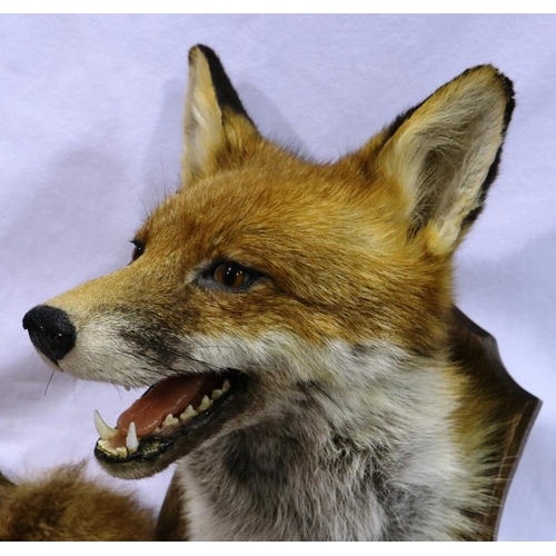 382 - Taxidermy fox head on wooden base with plaque from Cheshire Hounds Lea Green Hall, and three fox tai... 