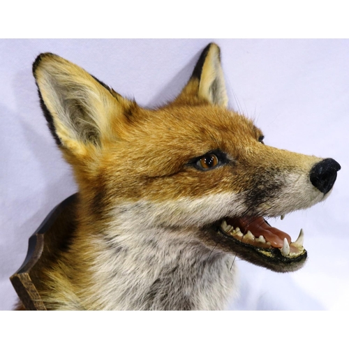 382 - Taxidermy fox head on wooden base with plaque from Cheshire Hounds Lea Green Hall, and three fox tai... 